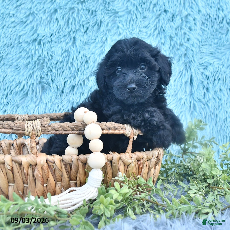 Havapoo dogs Glimmer - Ad 1