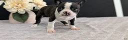 Boston Terrier dogs for sale: Mya - Ad 4