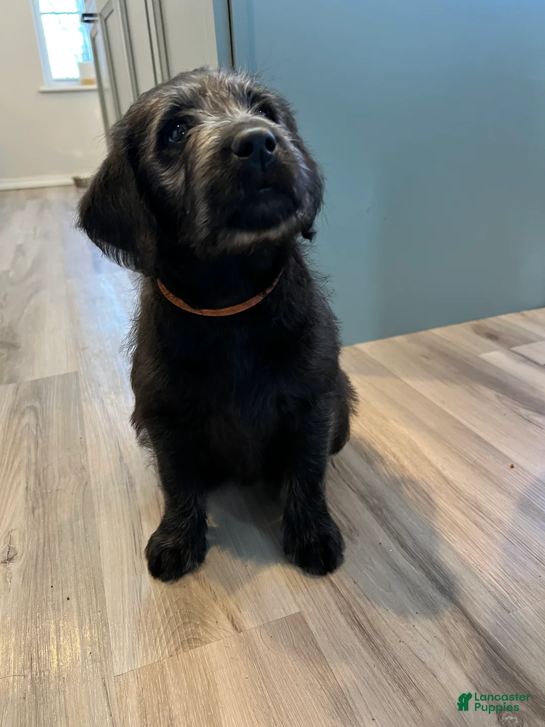 Labradoodle dogs for sale: Lucky  - Ad 4