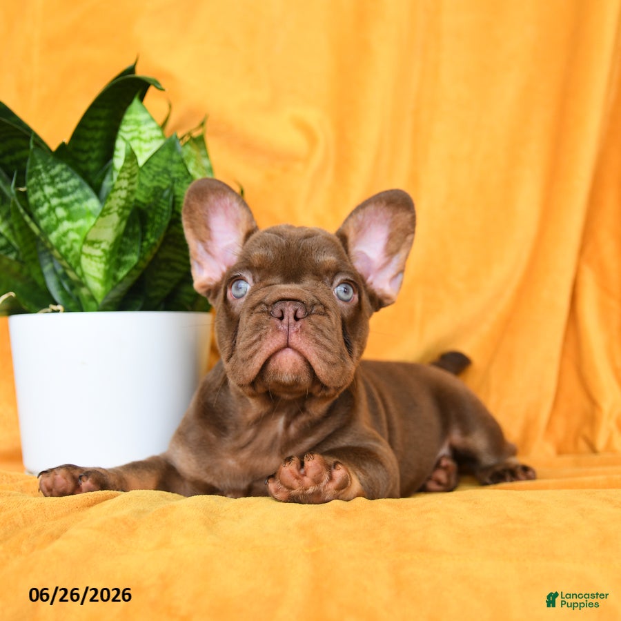 French Bulldog dogs Kona - Ad 2