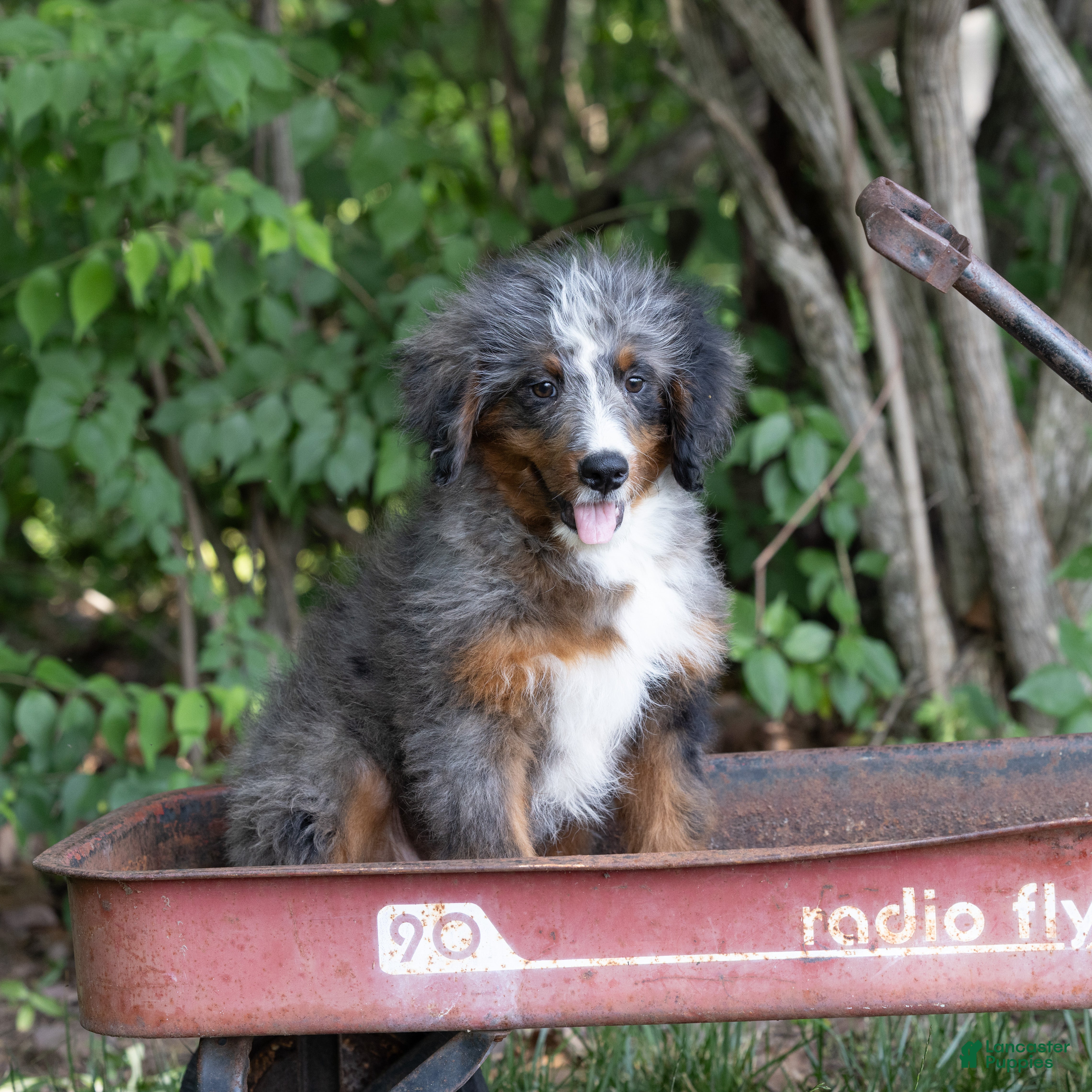 Bernedoodle dogs Shane - Ad 1