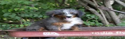Bernedoodle dogs for sale: Shane - Ad 1