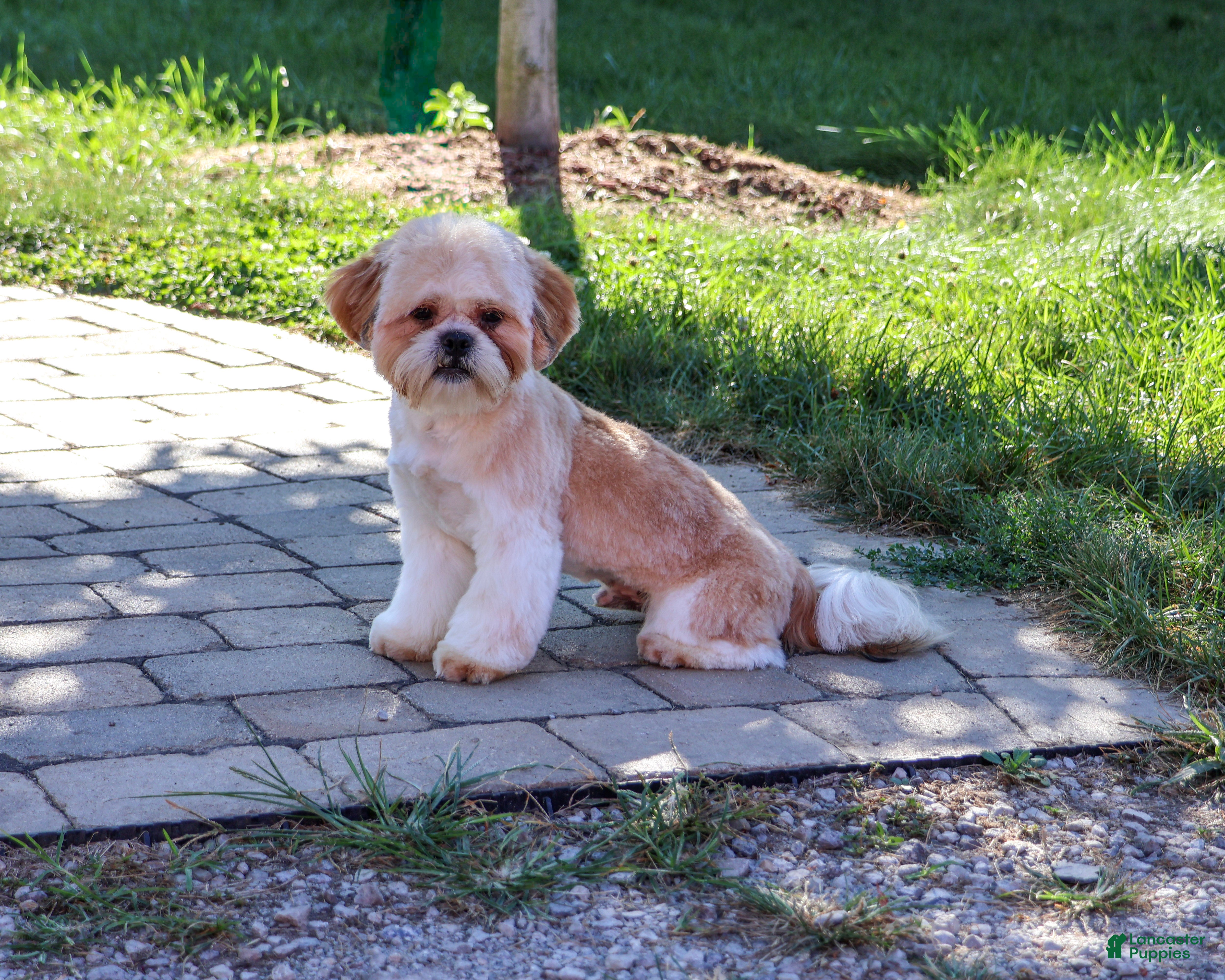 Shih Tzu dogs Fox - Ad 1