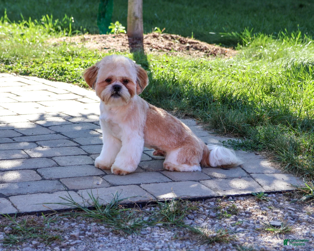 Shih Tzu dogs for sale: Fox - Ad 1
