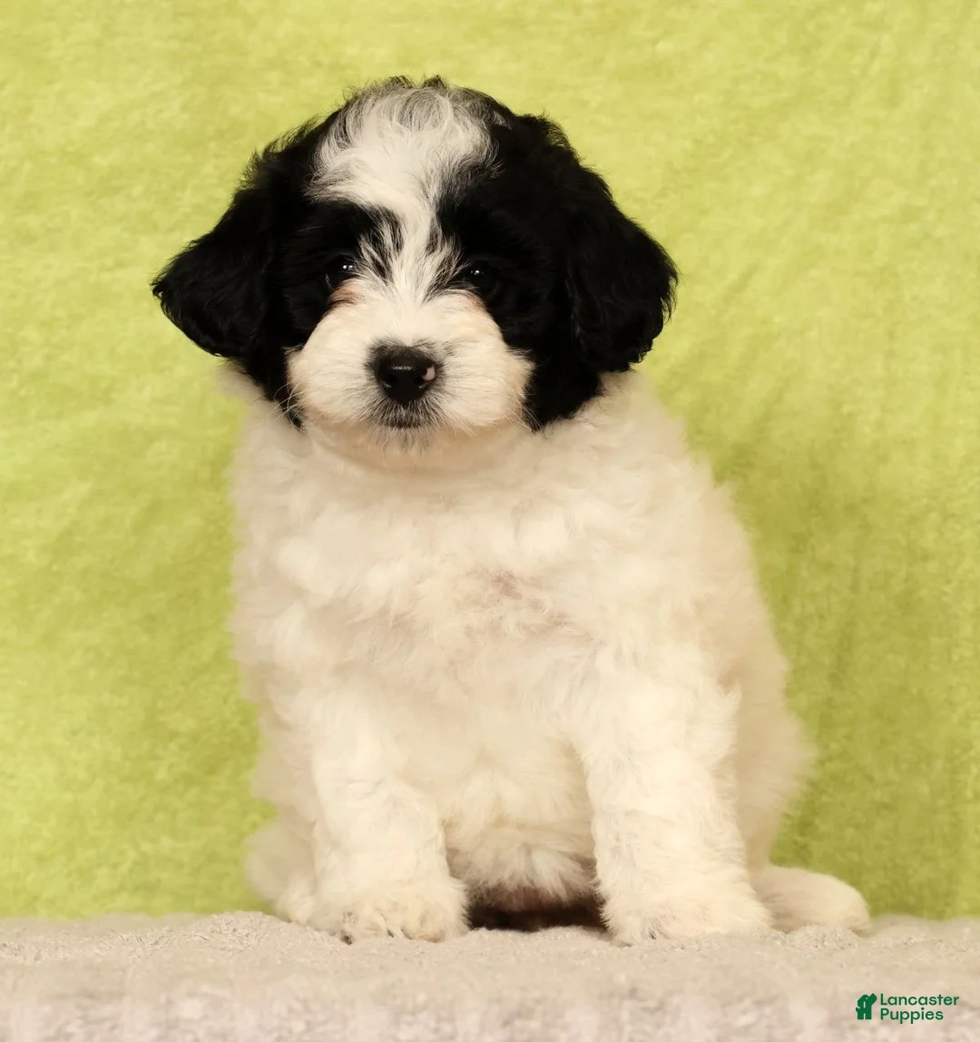 Pomapoo dogs for sale: Callie - Ad 2