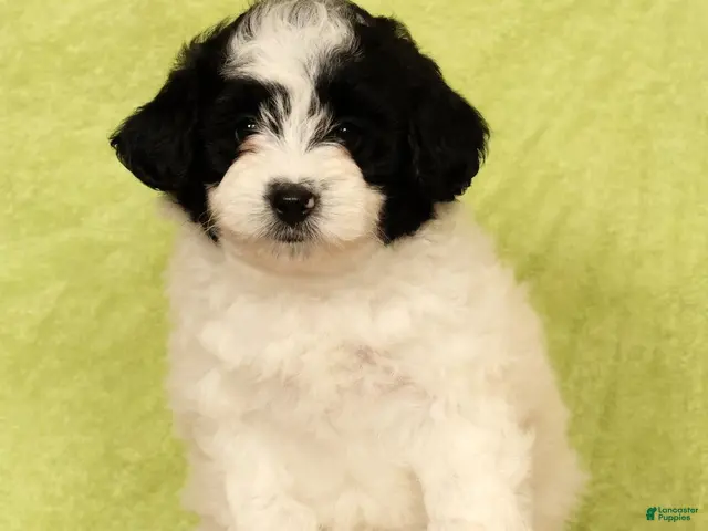 Pomapoo dogs for sale: Callie - Ad 1