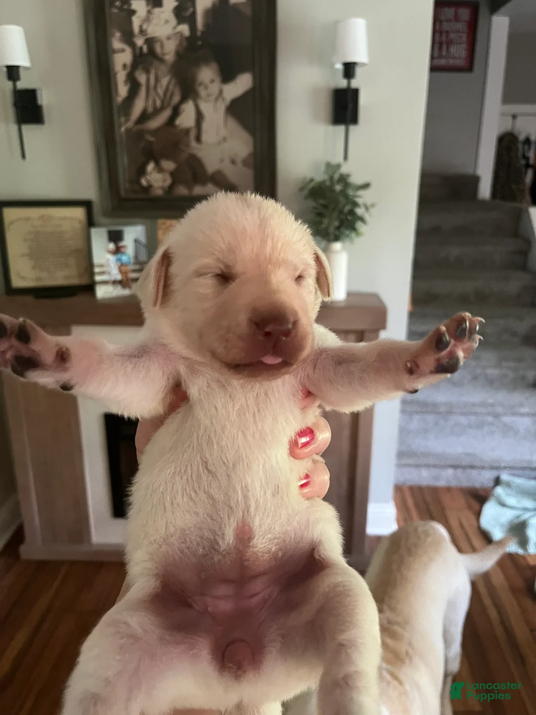 Labrador Retriever dogs for sale: Thelma Lou - Ad 2