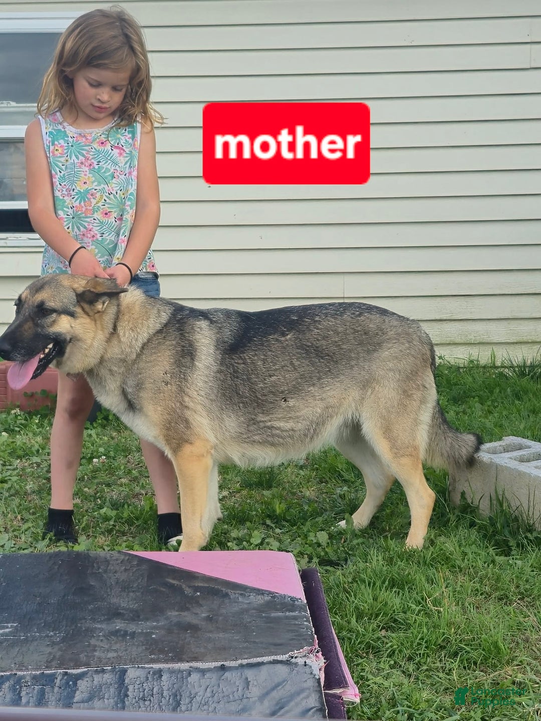 German Shepherd dogs for sale: German Shepherd Puppy 6 - Ad 2