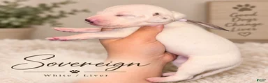 Dalmatian 9