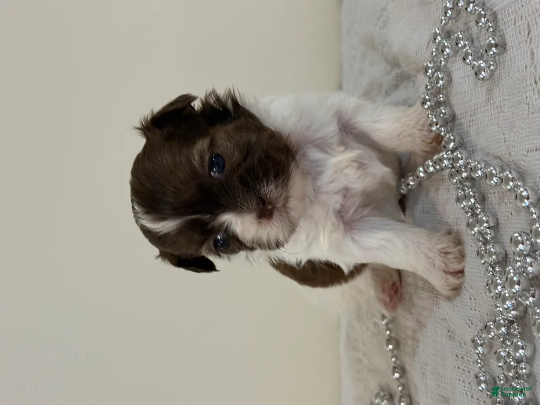 Shih Tzu dogs for sale: Custard Shih Tzu Puppy  - Ad 1