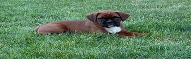 Boxer 2
