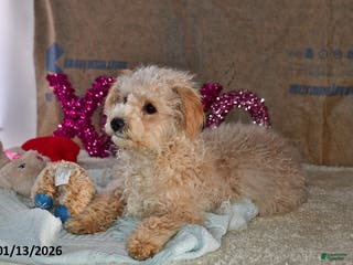 Bichpoo dogs Buster Brown - Ad 16