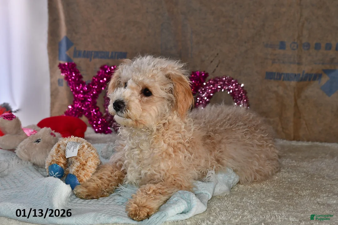 Bichpoo dogs for sale: Buster Brown - Ad 1