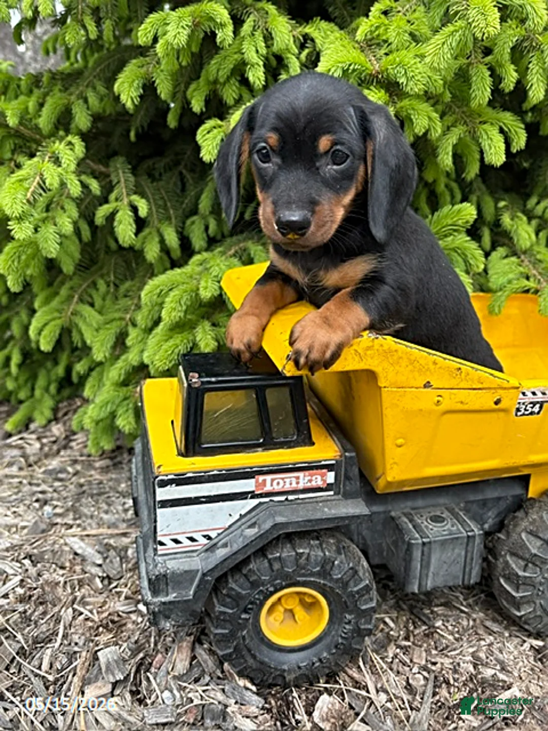 Dachshund dogs for sale: Echo - Ad 1