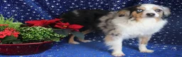 Toy Australian Shepherd dogs for sale: Starke red tri m - Ad 5