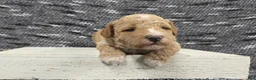 Miniature Poodle dogs for sale: Teddy  - Ad 9