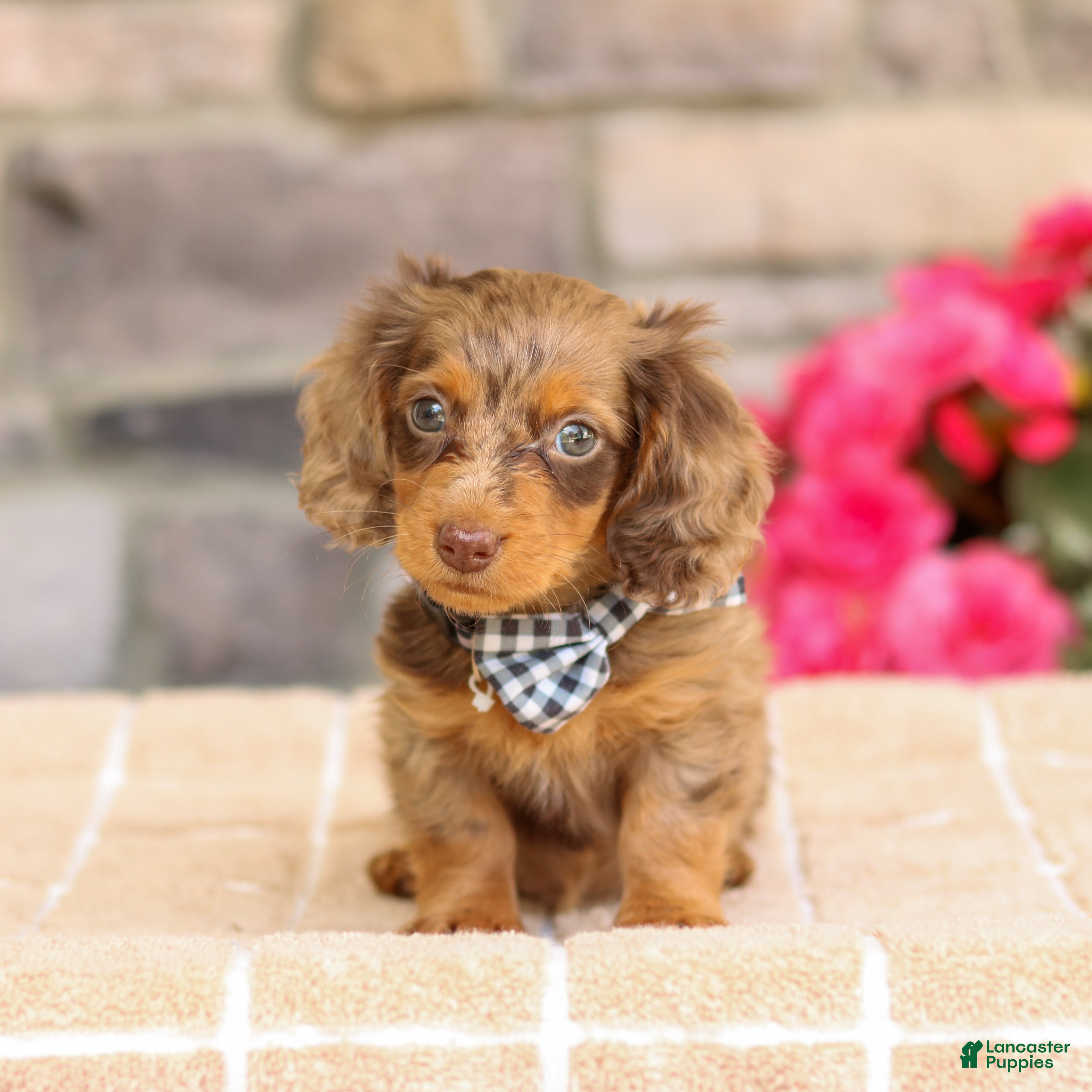 Miniature Dachshund dogs Lucas - Ad 2