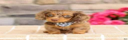 Miniature Dachshund dogs for sale: Lucas - Ad 2