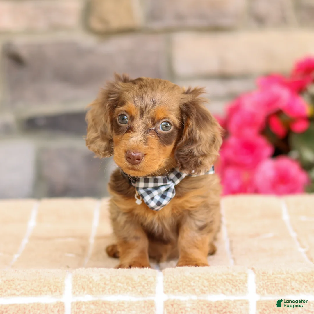 Miniature Dachshund dogs for sale: Lucas - Ad 2
