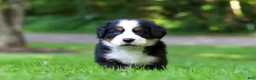 Bernese Mountain Dog dogs for sale: Bella - Ad 6