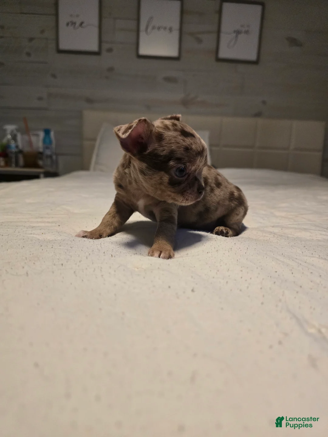 Chihuahua dogs for sale: Bella-Jean  - Ad 2