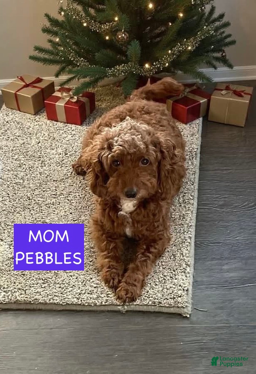 Miniature Labradoodle dogs for sale: Miniature Labradoodle Puppy 2 - Ad 7