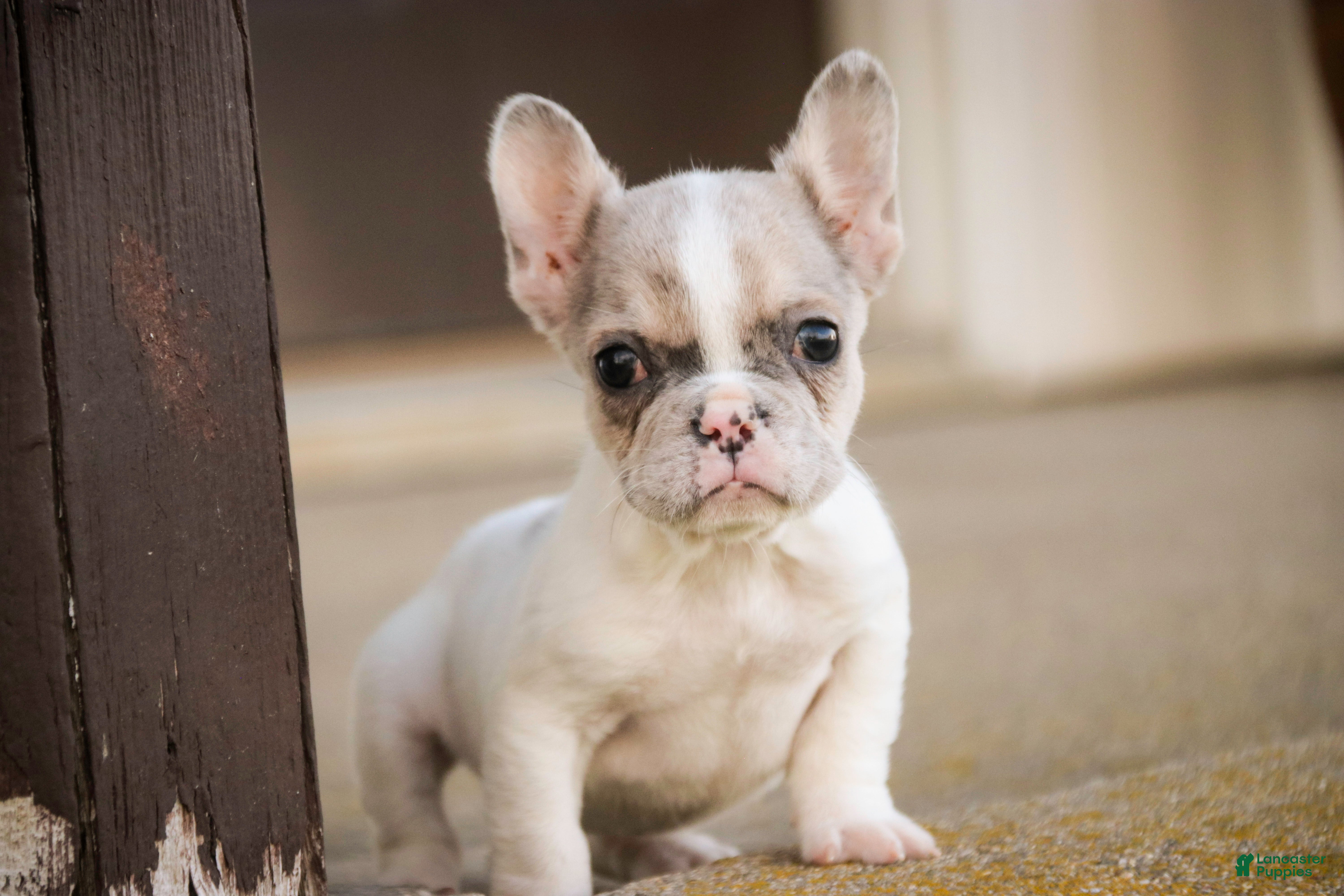 French Bulldog dogs Juliet - Ad 2