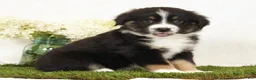Miniature Australian Shepherd dogs for sale: Lily - Ad 4