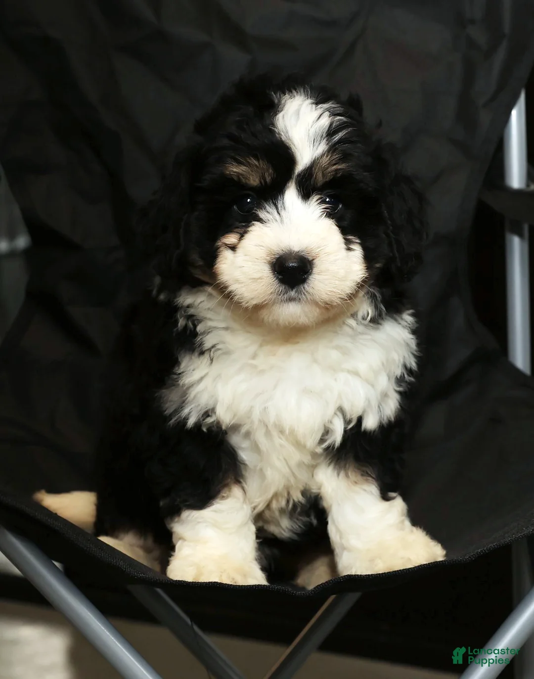 Mini Bernedoodle dogs for sale: Joy - Ad 6