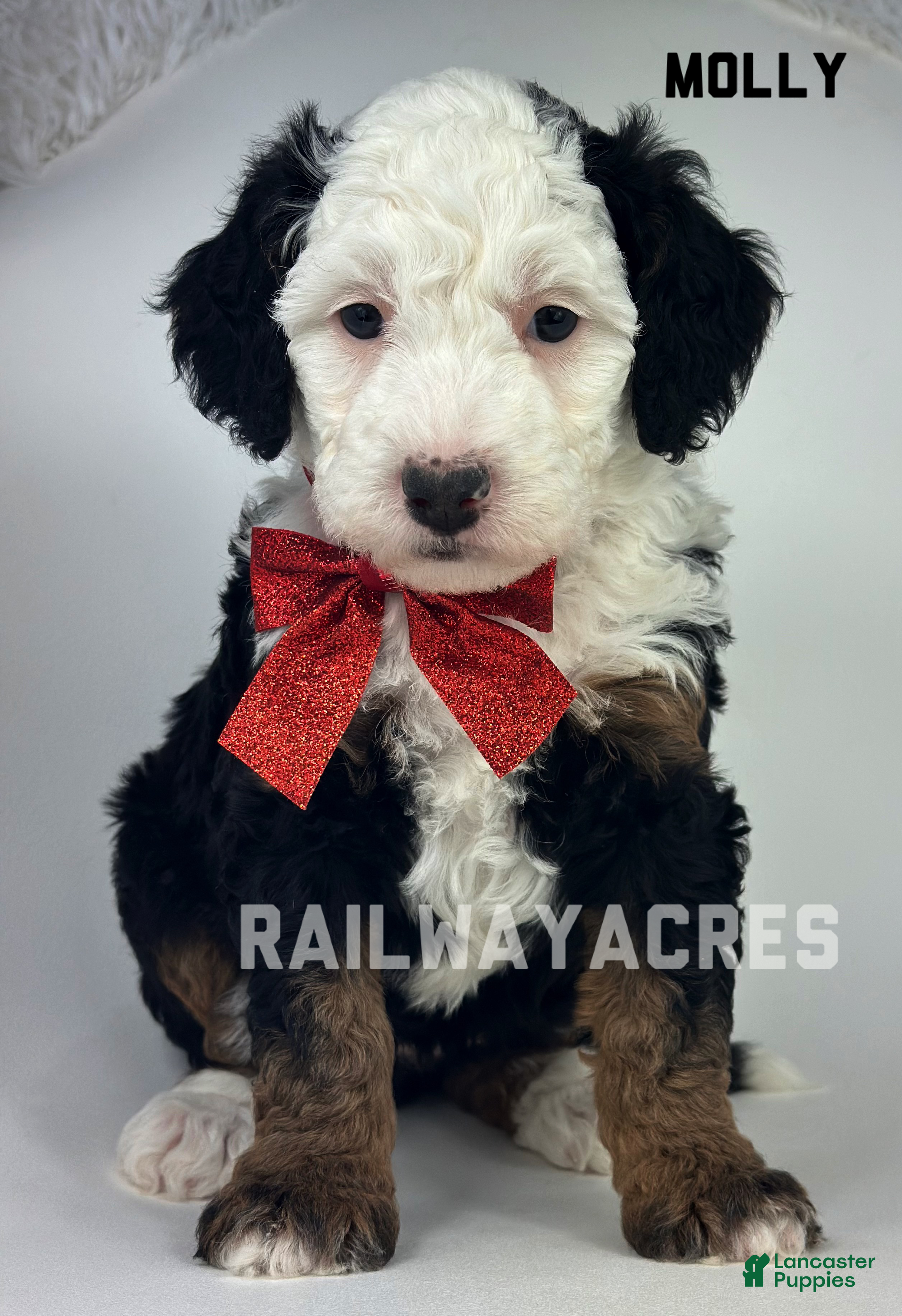 Mixed Breed dogs Molly - Ad 14