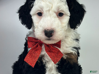 Mixed Breed dogs Molly - Ad 42