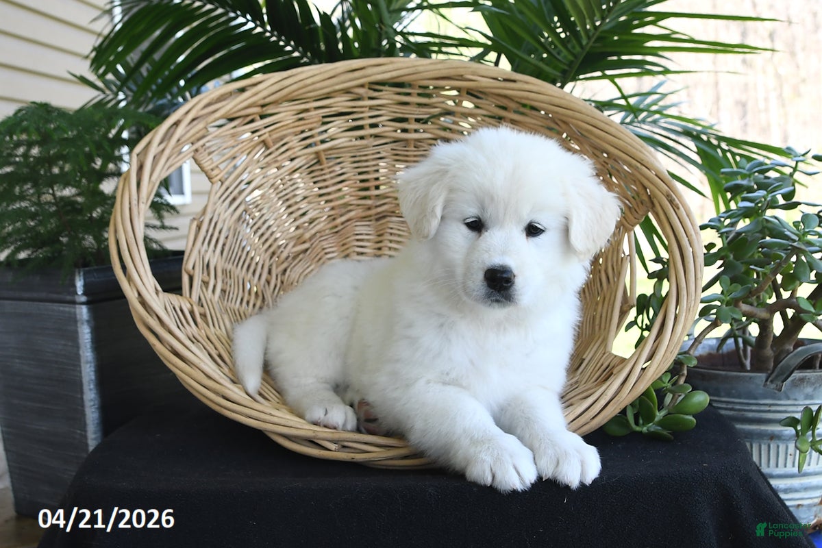 Samoyed dogs Charlie - Ad 2