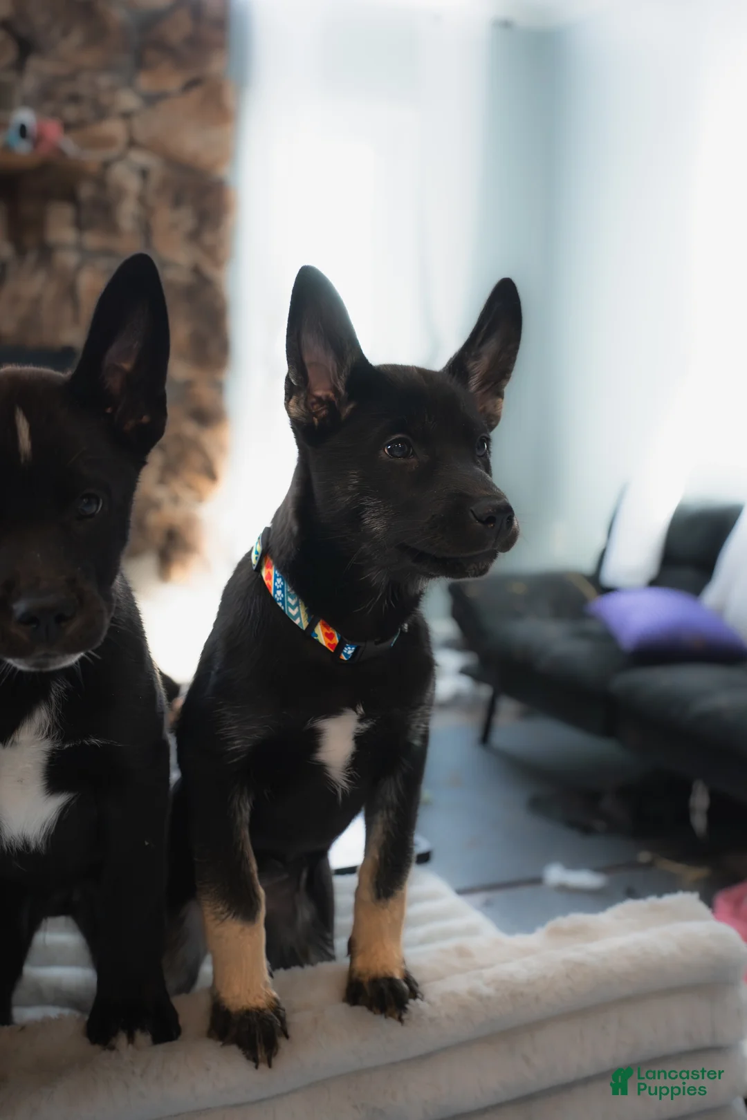 Mixed Breed dogs for sale: Yappy - Ad 5