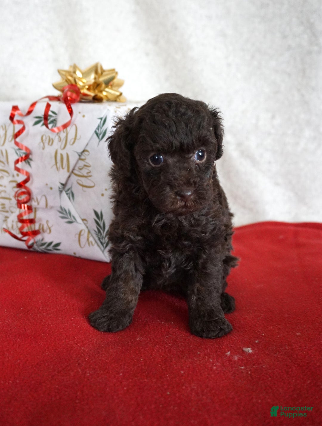 Toy Poodle dogs for sale: Lexi - Ad 2