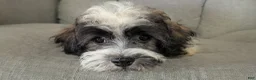Havanese dogs for sale: Leo - Ad 3