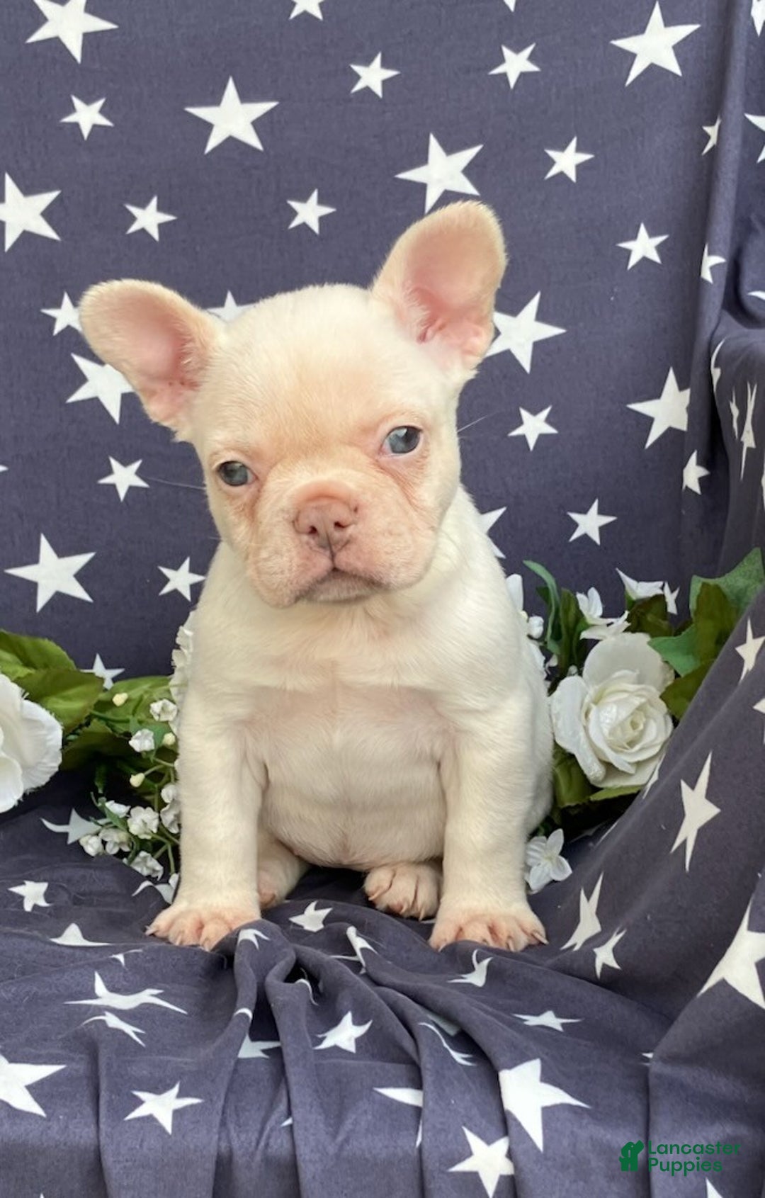 French Bulldog dogs for sale: Holly - Ad 2