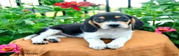 Beagle dogs for sale: Hank - Ad 3