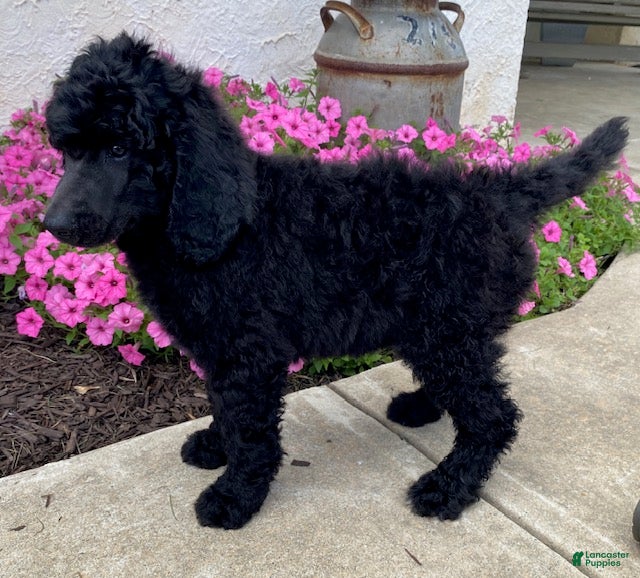 Standard Poodle dogs Timber- genetic clear - Ad 1