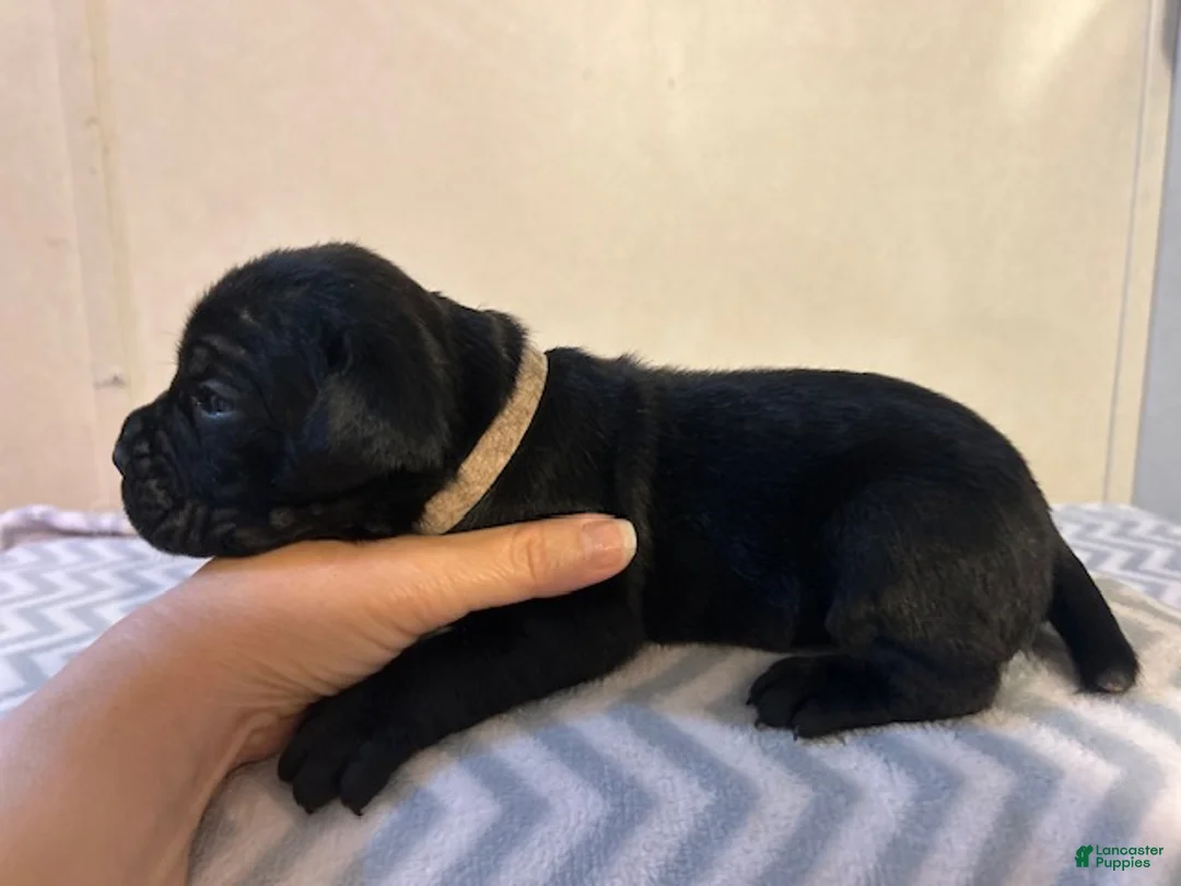 Cane Corso dogs for sale: Cane Corso Puppy 6 - Ad 1