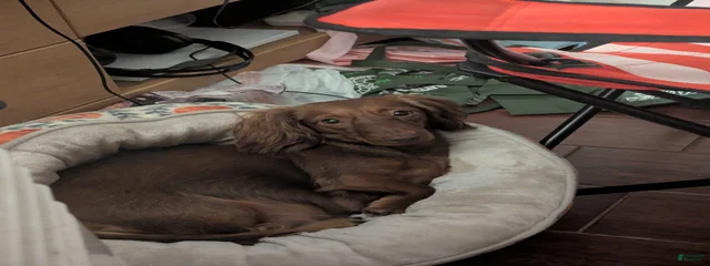 Penny