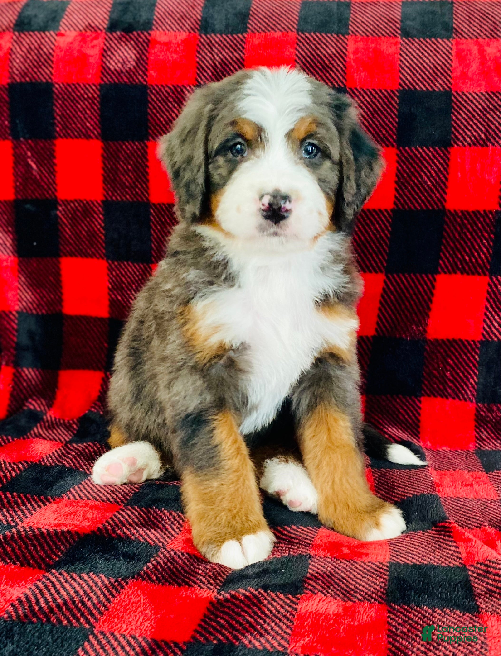 Bernedoodle dogs Peter - Ad 5