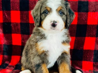 Bernedoodle dogs Peter - Ad 12