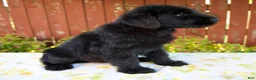 Giant Schnauzer dogs for sale: Renita - Ad 3