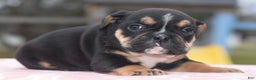 Mixed Breed dogs for sale: Emma tricolor hybrid  - Ad 31