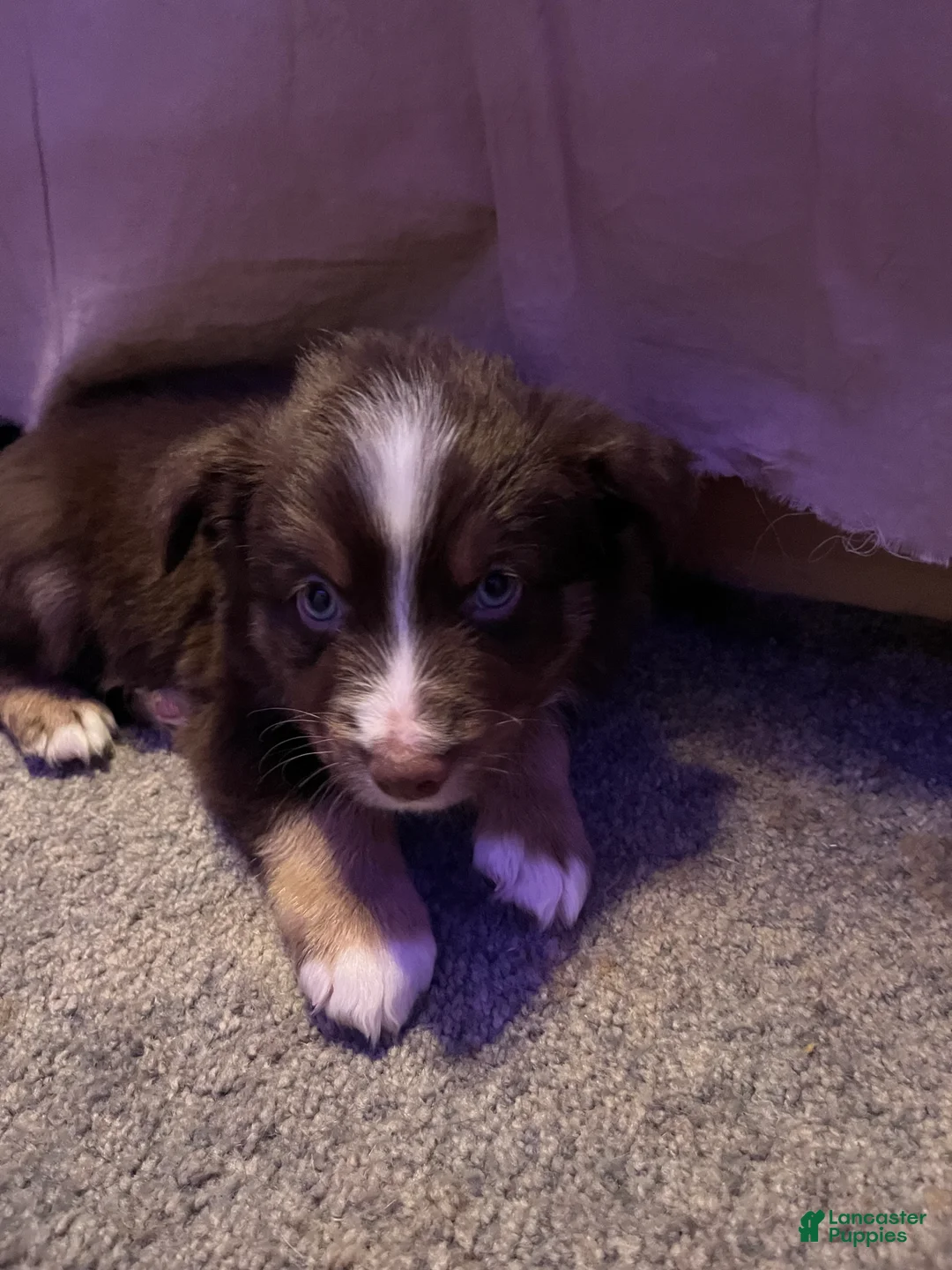 Miniature Australian Shepherd dogs for sale: Miniature Australian Shepherd Puppy 2 - Ad 2