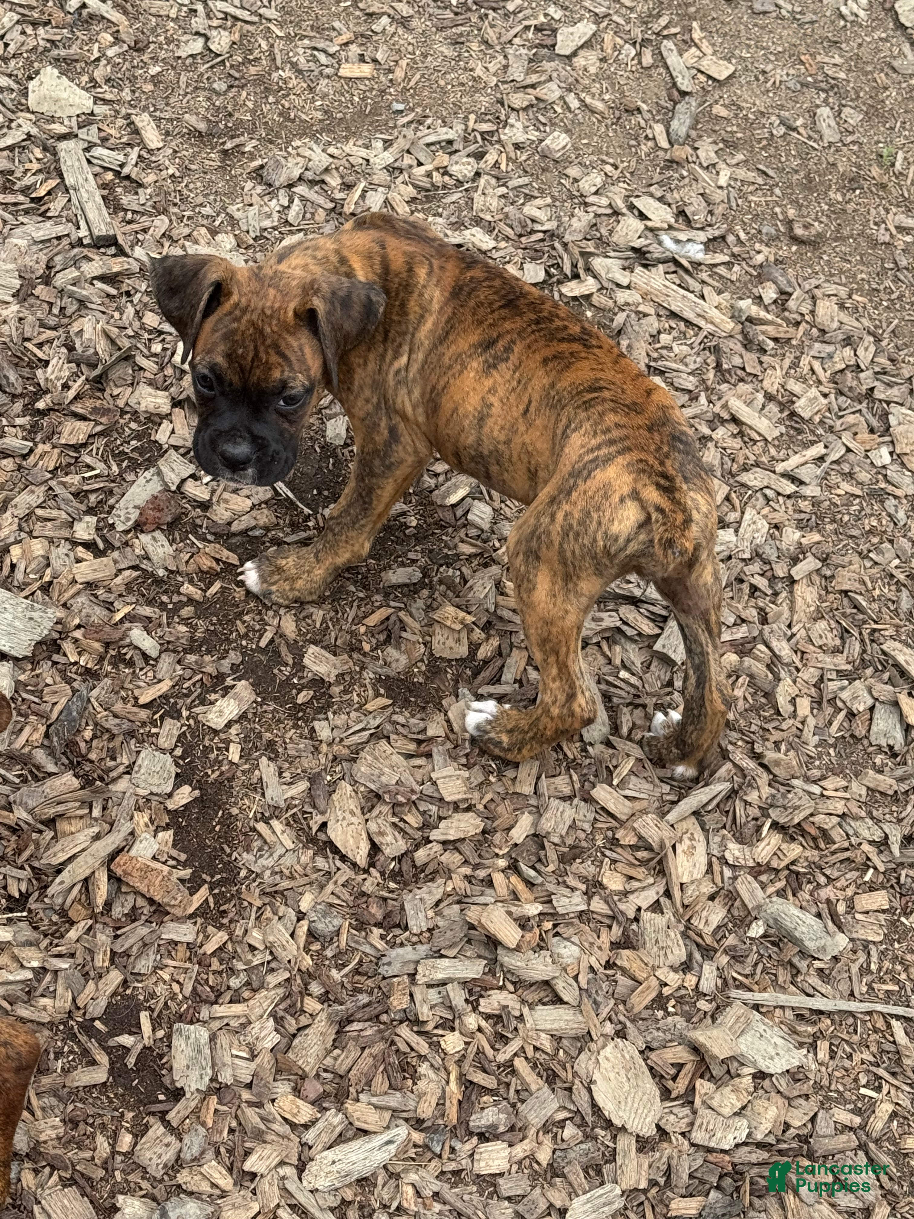 Boxer dogs for sale: Diva  - Ad 4