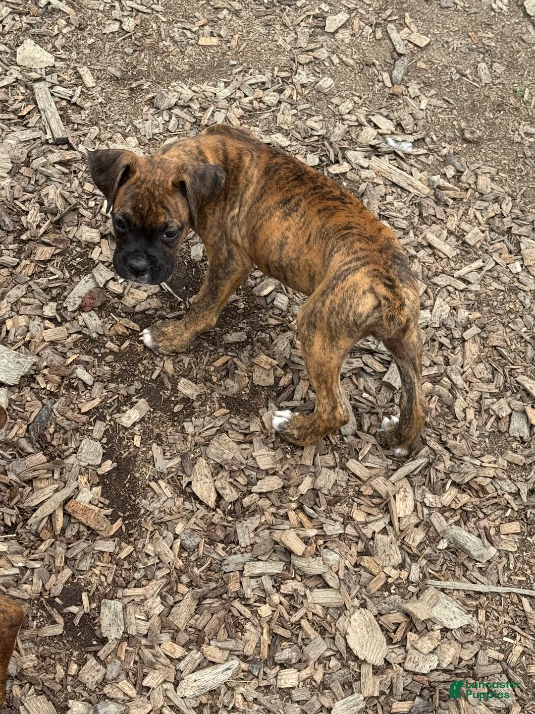 Boxer dogs for sale: Diva  - Ad 1