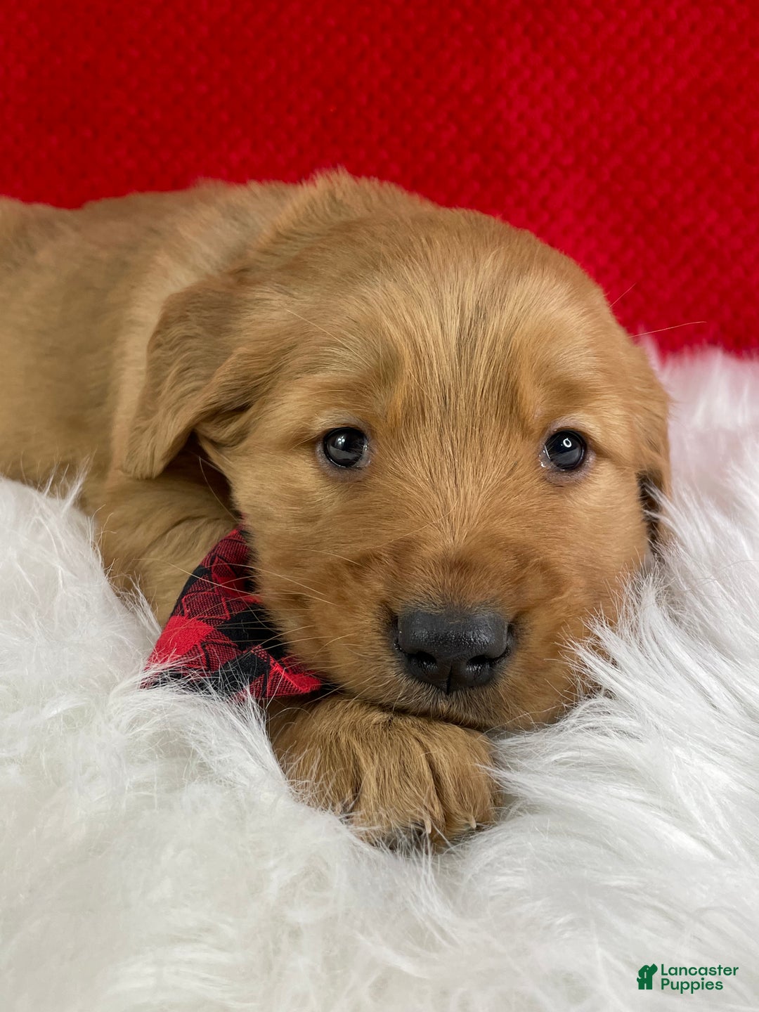 Golden Retriever dogs for sale: Cane - Ad 3