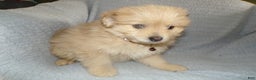 Pomapoo dogs for sale: Pomapoo Puppy 4 Brody - Ad 2