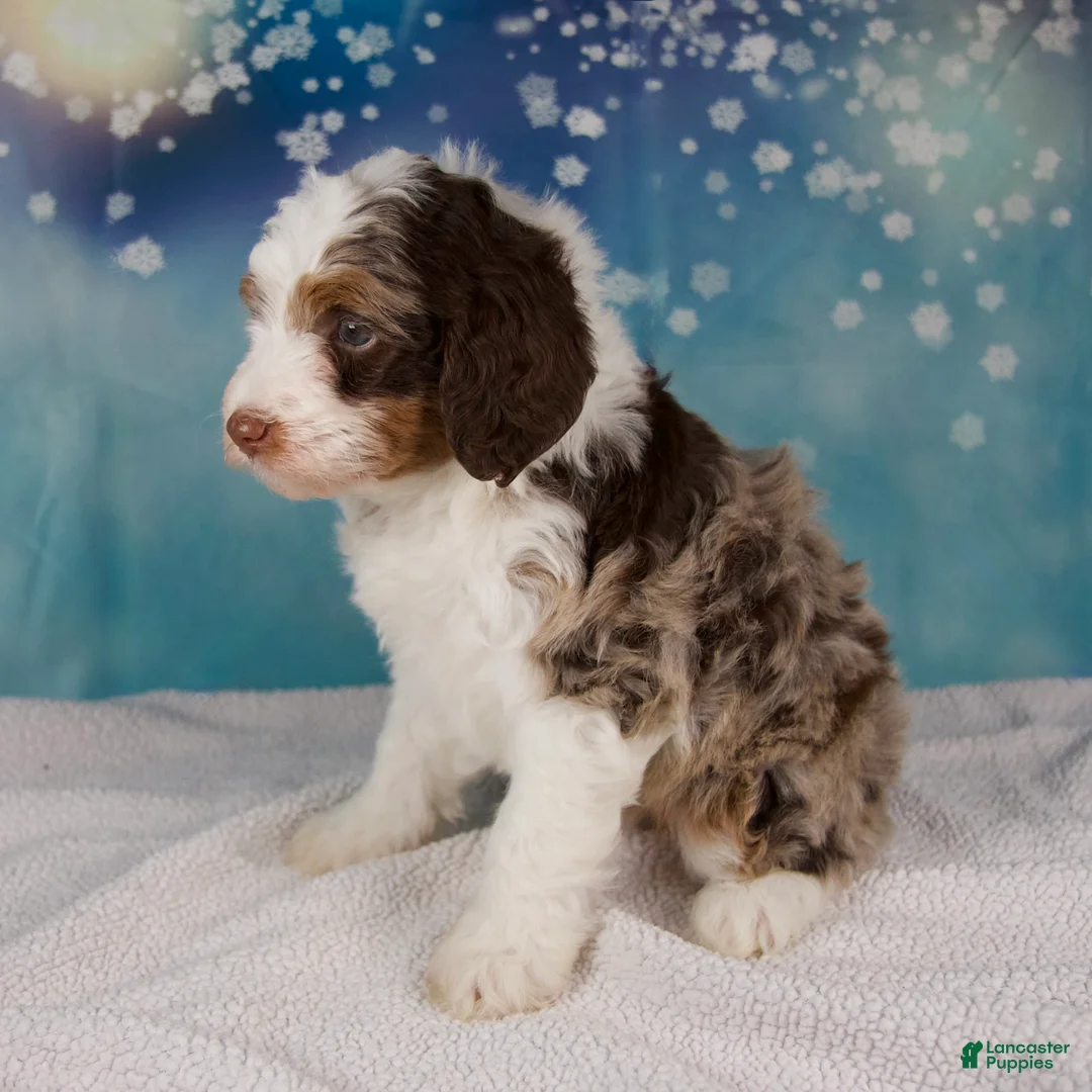 Mini Bernedoodle dogs for sale: Carolyn - Ad 3